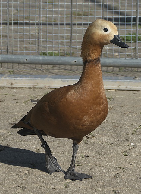 逊于英超