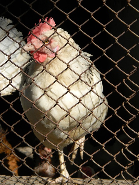 卡塔尔财团 卡塔尔财团